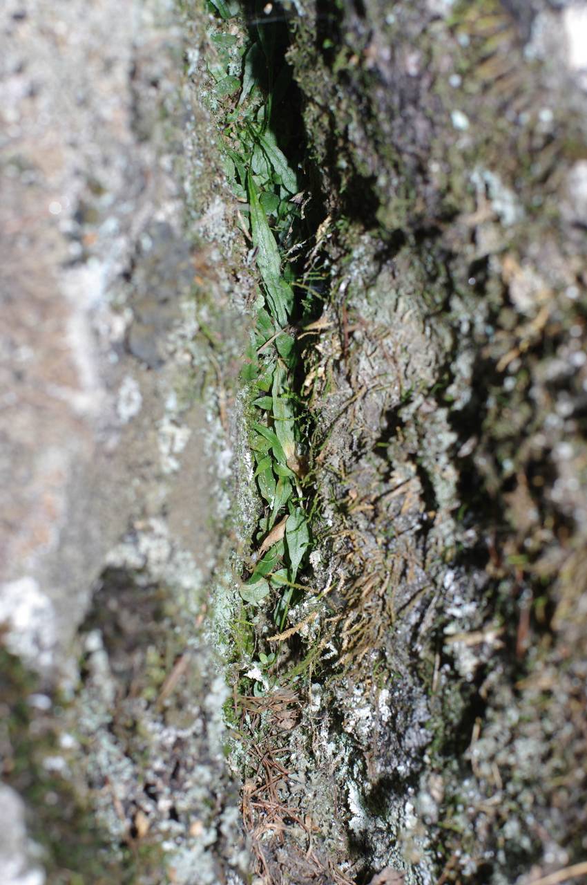 Asplenium ruprechtii Sa. Kurata, Siberia, Russian Far East (S6) (Russia)