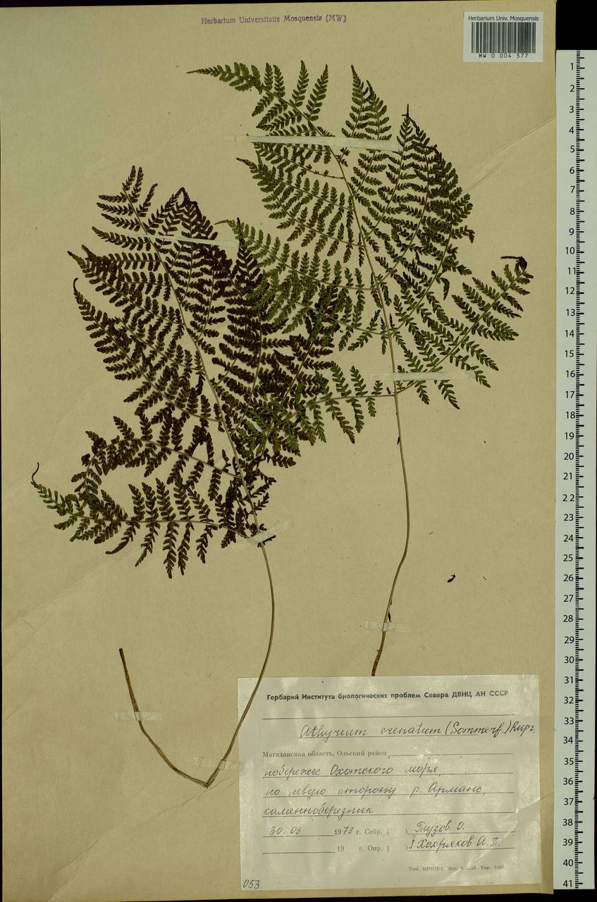 Diplazium sibiricum, Siberia, Chukotka & Kamchatka (S7) (Russia)