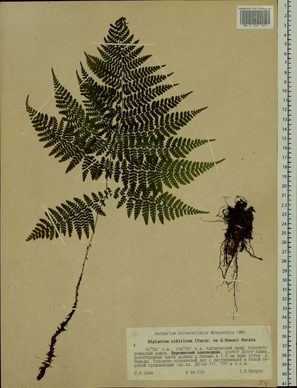 Diplazium sibiricum, Siberia, Russian Far East (S6) (Russia)