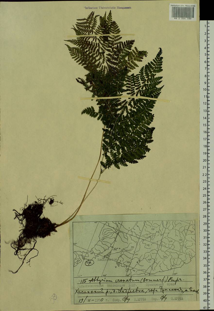 Diplazium sibiricum (Turcz. ex Kunze) Sa. Kurata, Siberia, Russian Far East (S6) (Russia)