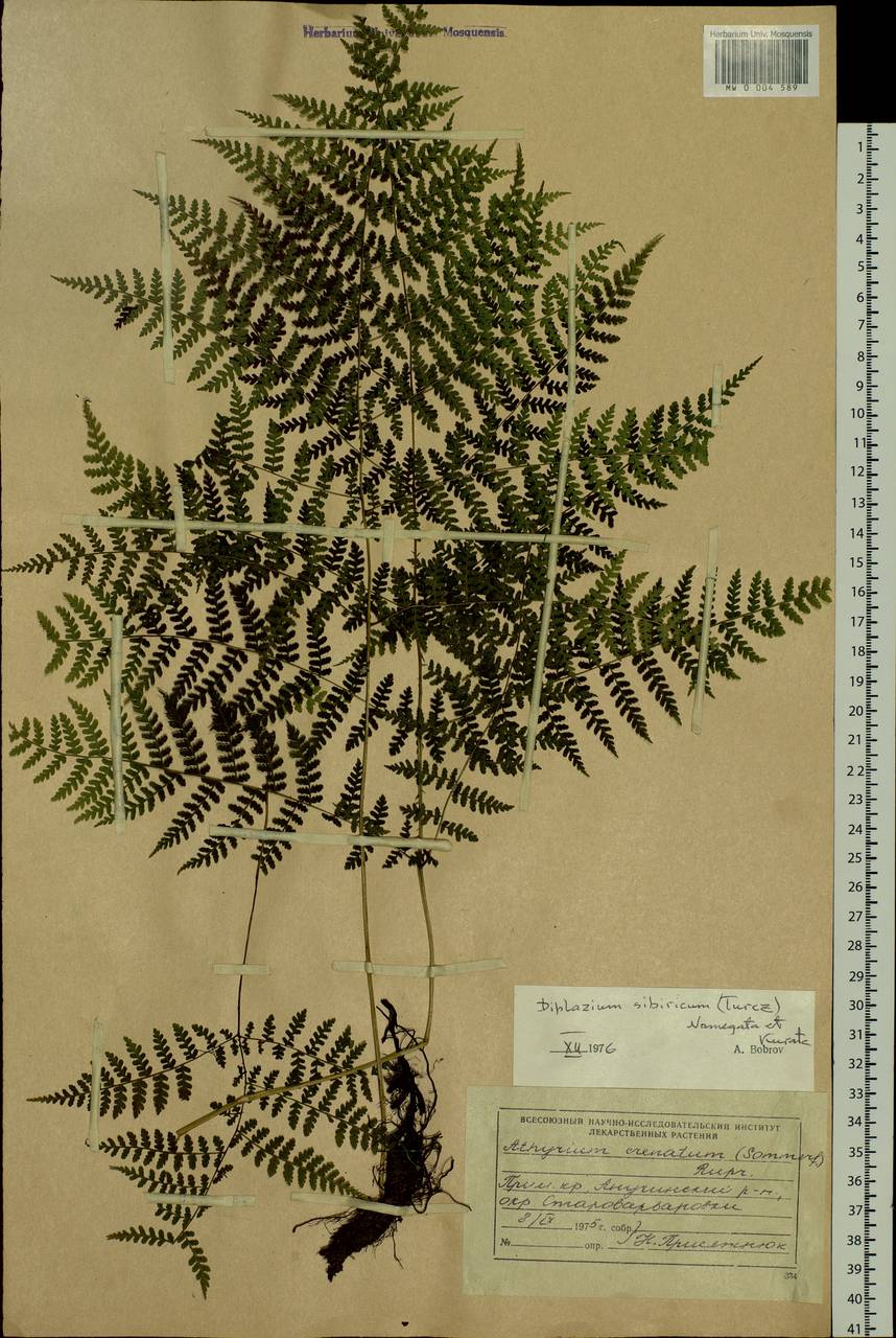 Diplazium sibiricum (Turcz. ex Kunze) Sa. Kurata, Siberia, Russian Far East (S6) (Russia)