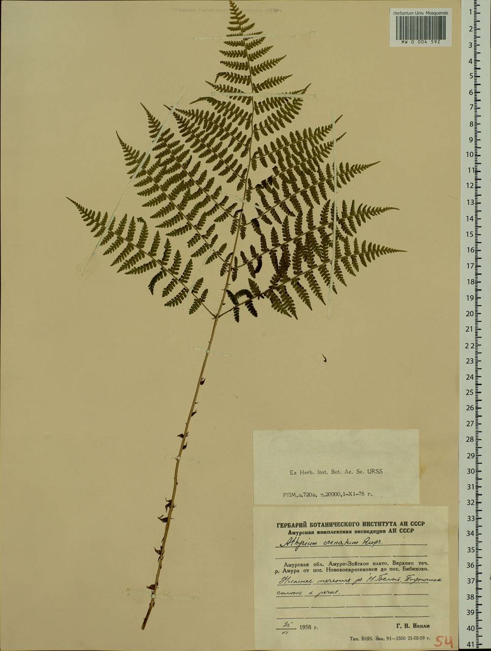 Diplazium sibiricum (Turcz. ex Kunze) Sa. Kurata, Siberia, Russian Far East (S6) (Russia)