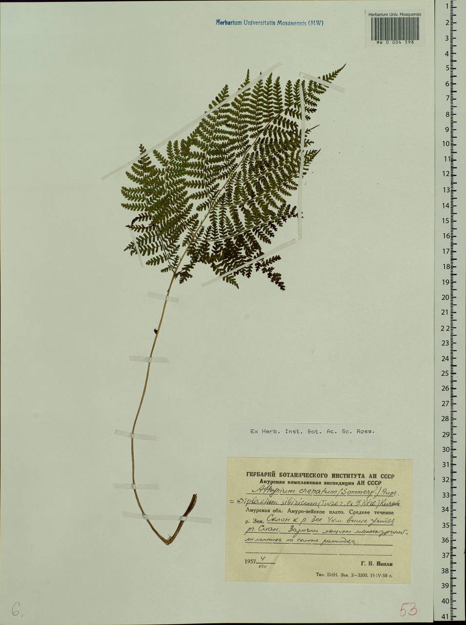 Diplazium sibiricum (Turcz. ex Kunze) Sa. Kurata, Siberia, Russian Far East (S6) (Russia)