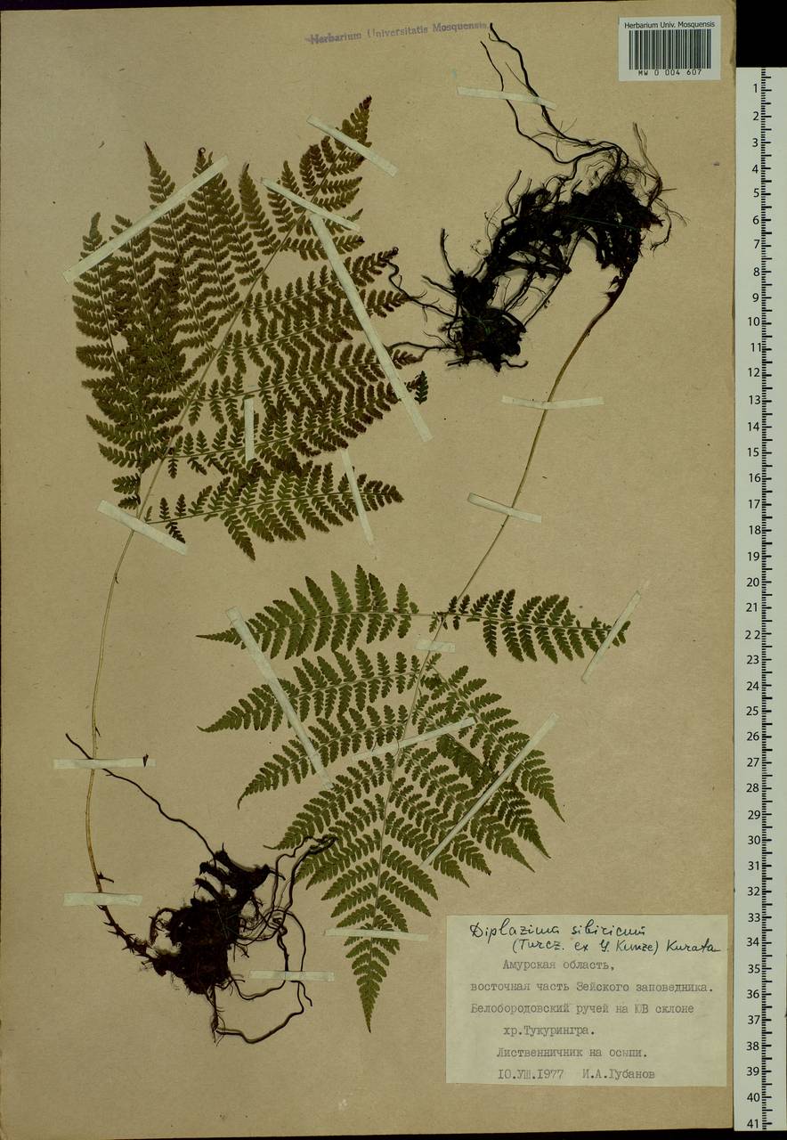 Diplazium sibiricum (Turcz. ex Kunze) Sa.Kurata, Siberia, Russian Far East (S6) (Russia)