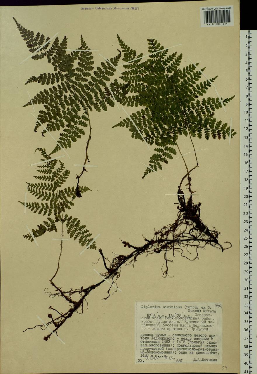 Diplazium sibiricum, Siberia, Russian Far East (S6) (Russia)