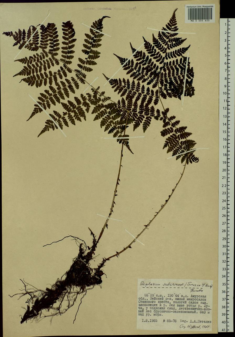 Diplazium sibiricum, Siberia, Russian Far East (S6) (Russia)