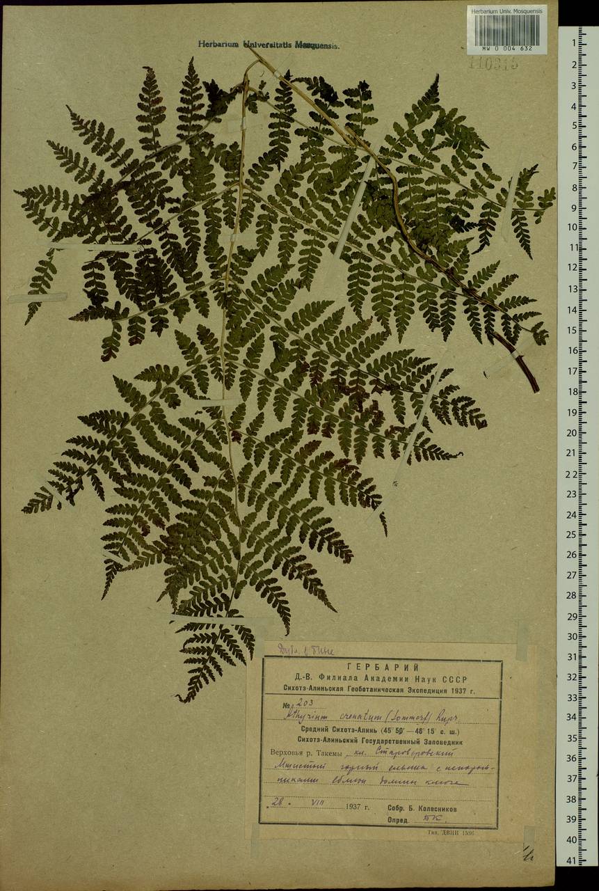 Diplazium sibiricum (Turcz. ex Kunze) Sa. Kurata, Siberia, Russian Far East (S6) (Russia)