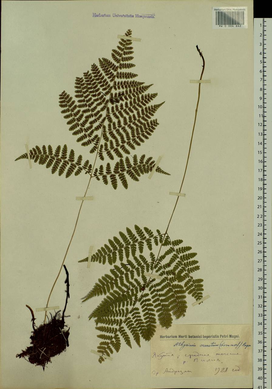 Diplazium sibiricum (Turcz. ex Kunze) Sa.Kurata, Siberia, Yakutia (S5) (Russia)