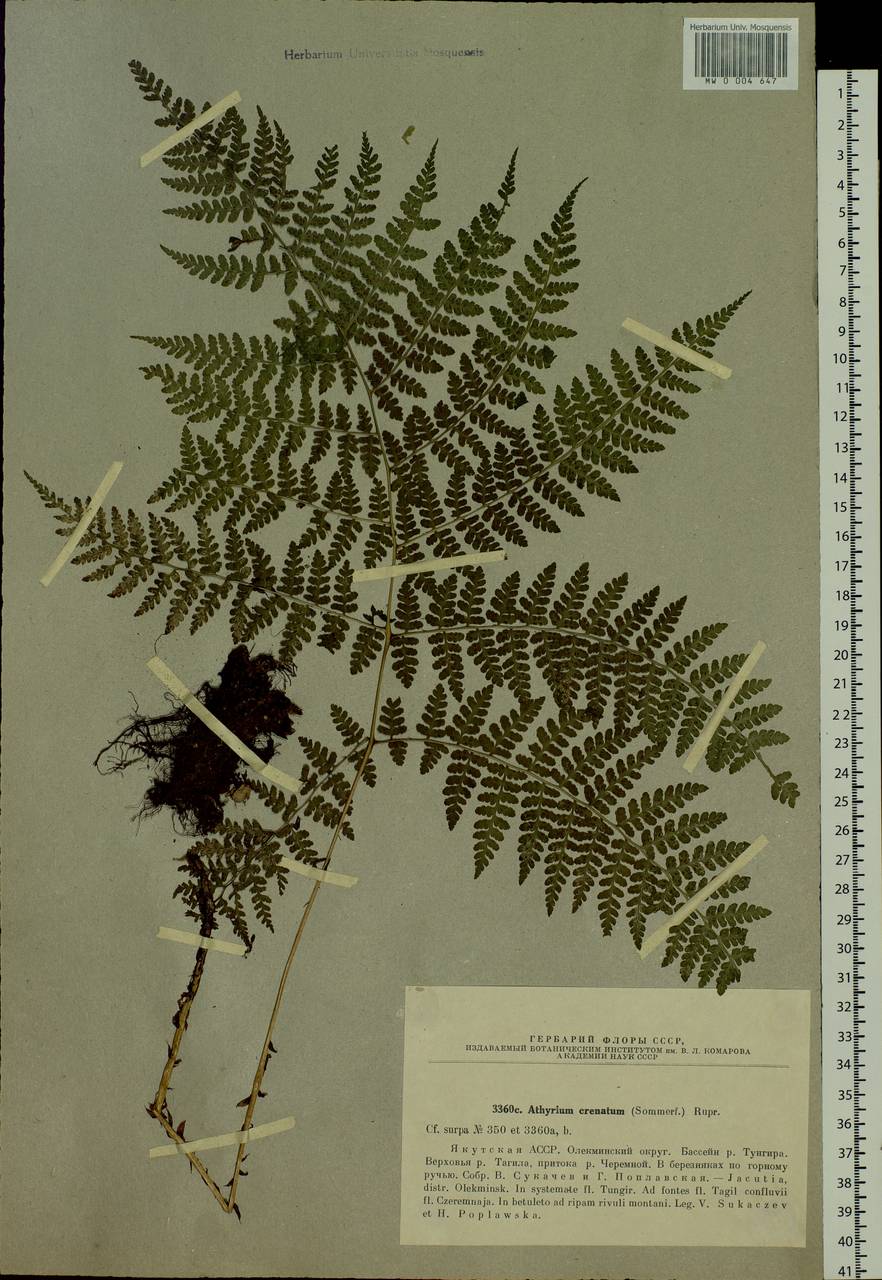 Diplazium sibiricum (Turcz. ex Kunze) Kurata, Siberia, Yakutia (S5) (Russia)