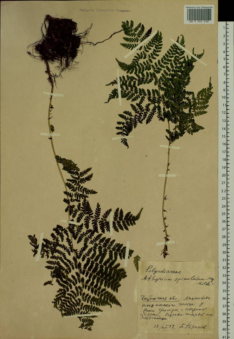 Diplazium sibiricum (Turcz. ex Kunze) Sa. Kurata, Siberia, Baikal & Transbaikal region (S4) (Russia)