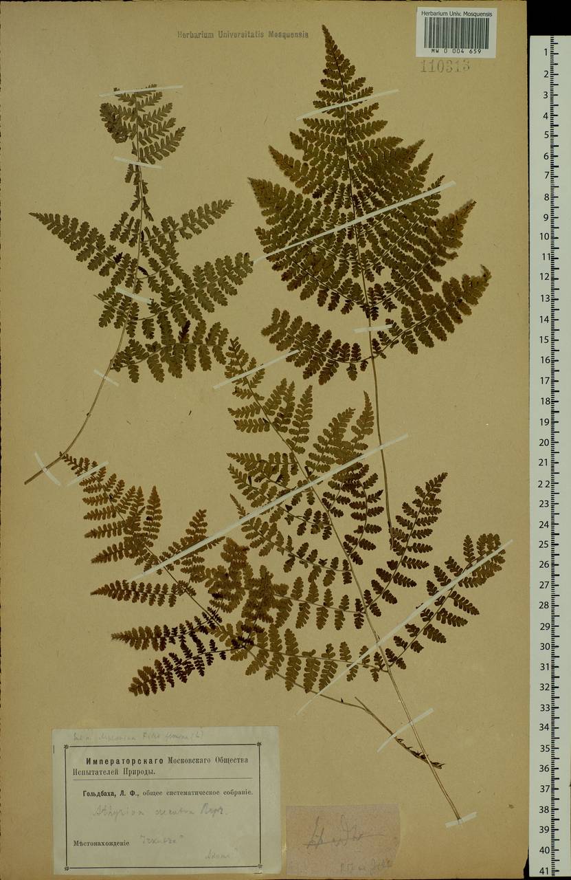 Diplazium sibiricum (Turcz. ex Kunze) Kurata, Siberia, Baikal & Transbaikal region (S4) (Russia)