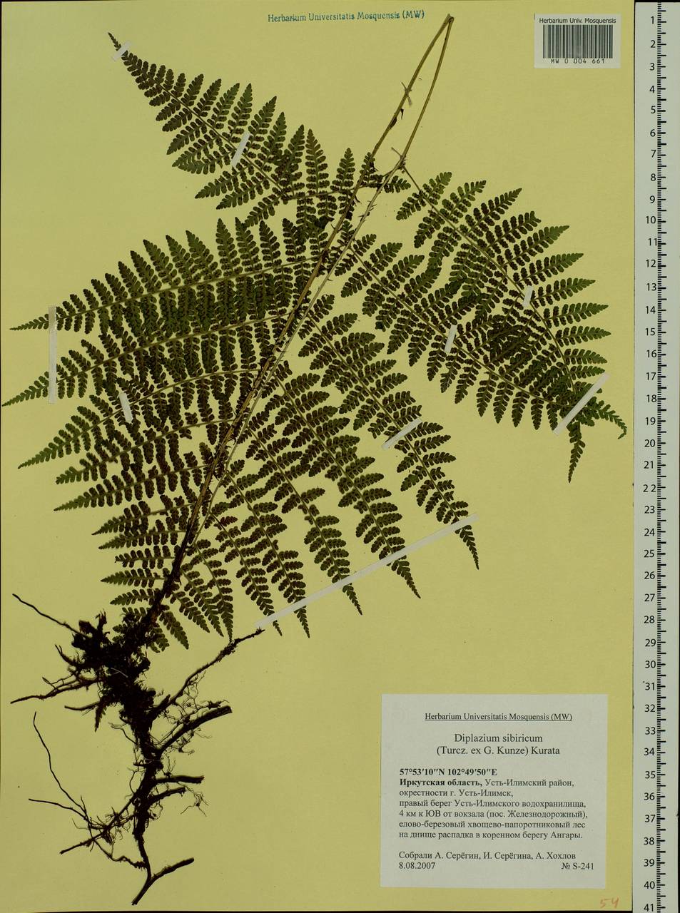 Diplazium sibiricum, Siberia, Baikal & Transbaikal region (S4) (Russia)