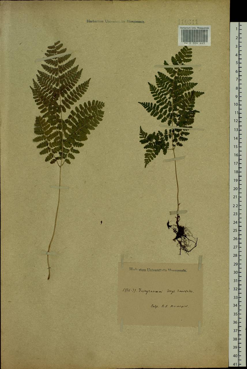 Diplazium sibiricum (Turcz. ex Kunze) Kurata, Siberia, Baikal & Transbaikal region (S4) (Russia)