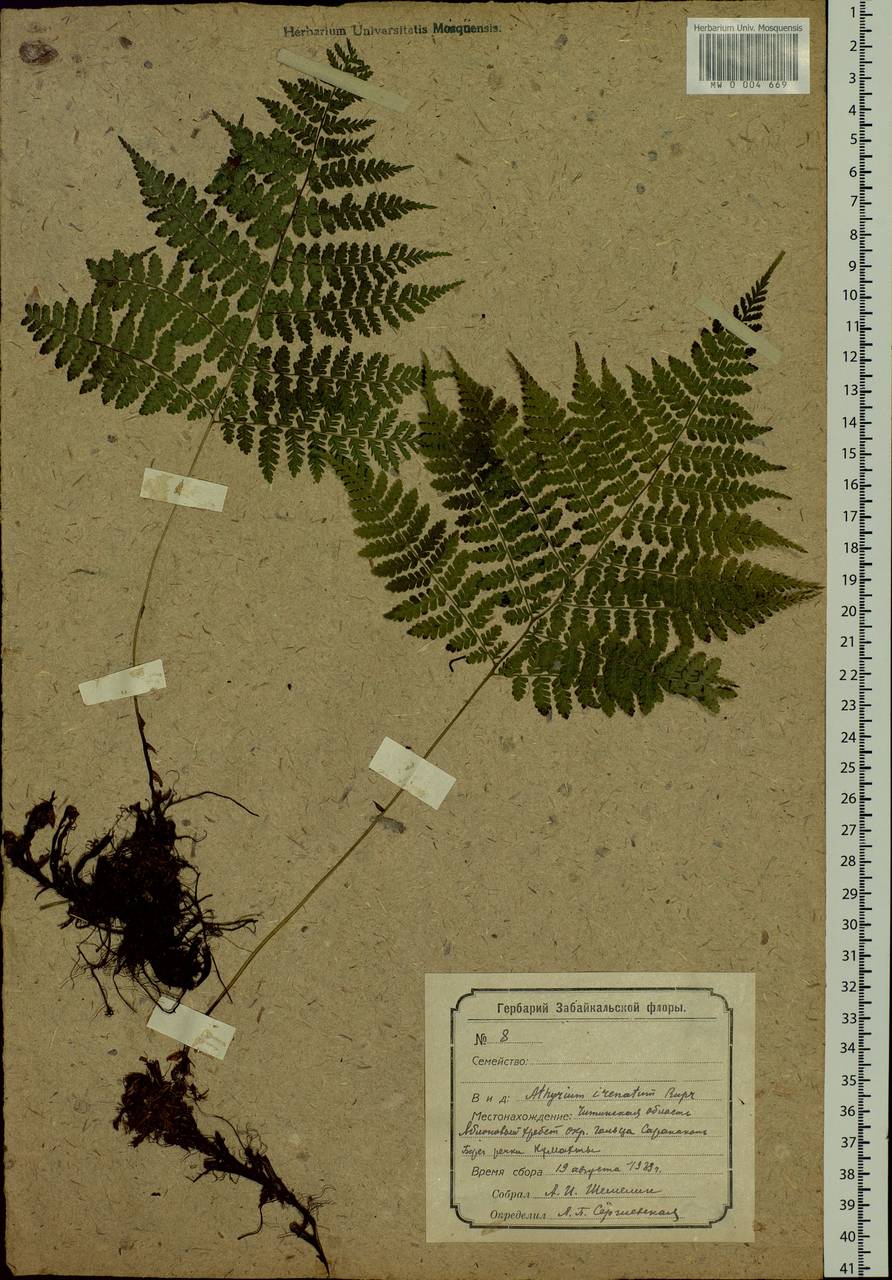 Diplazium sibiricum, Siberia, Baikal & Transbaikal region (S4) (Russia)