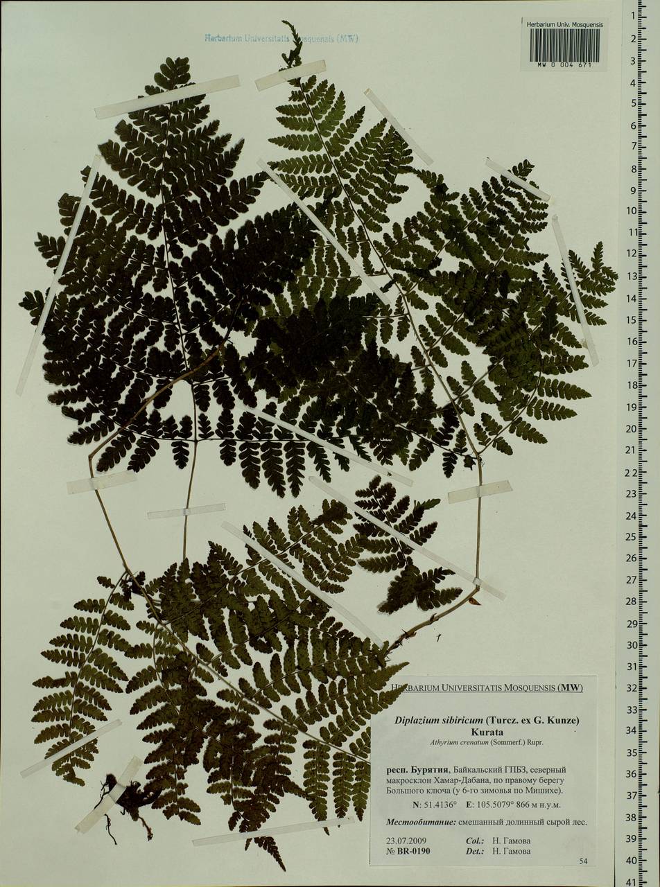 Diplazium sibiricum, Siberia, Baikal & Transbaikal region (S4) (Russia)