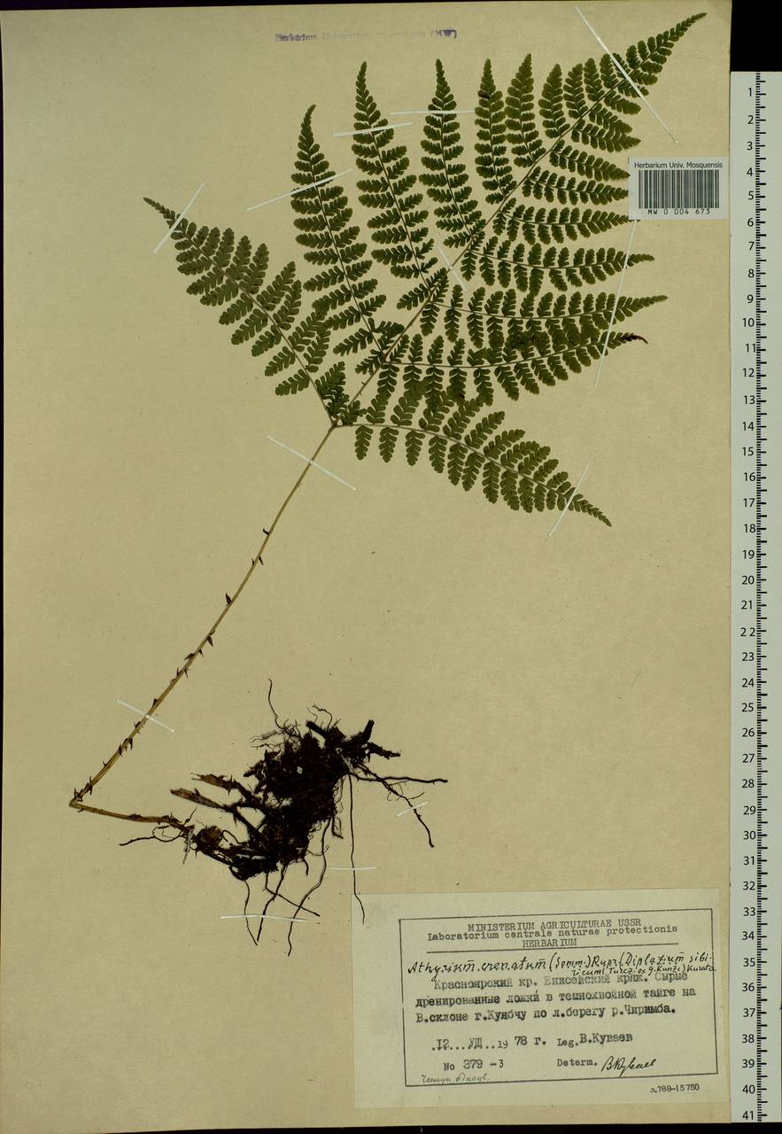 Diplazium sibiricum, Siberia, Central Siberia (S3) (Russia)