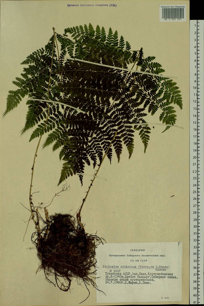 Diplazium sibiricum (Turcz. ex Kunze) Sa. Kurata, Siberia, Altai & Sayany Mountains (S2) (Russia)