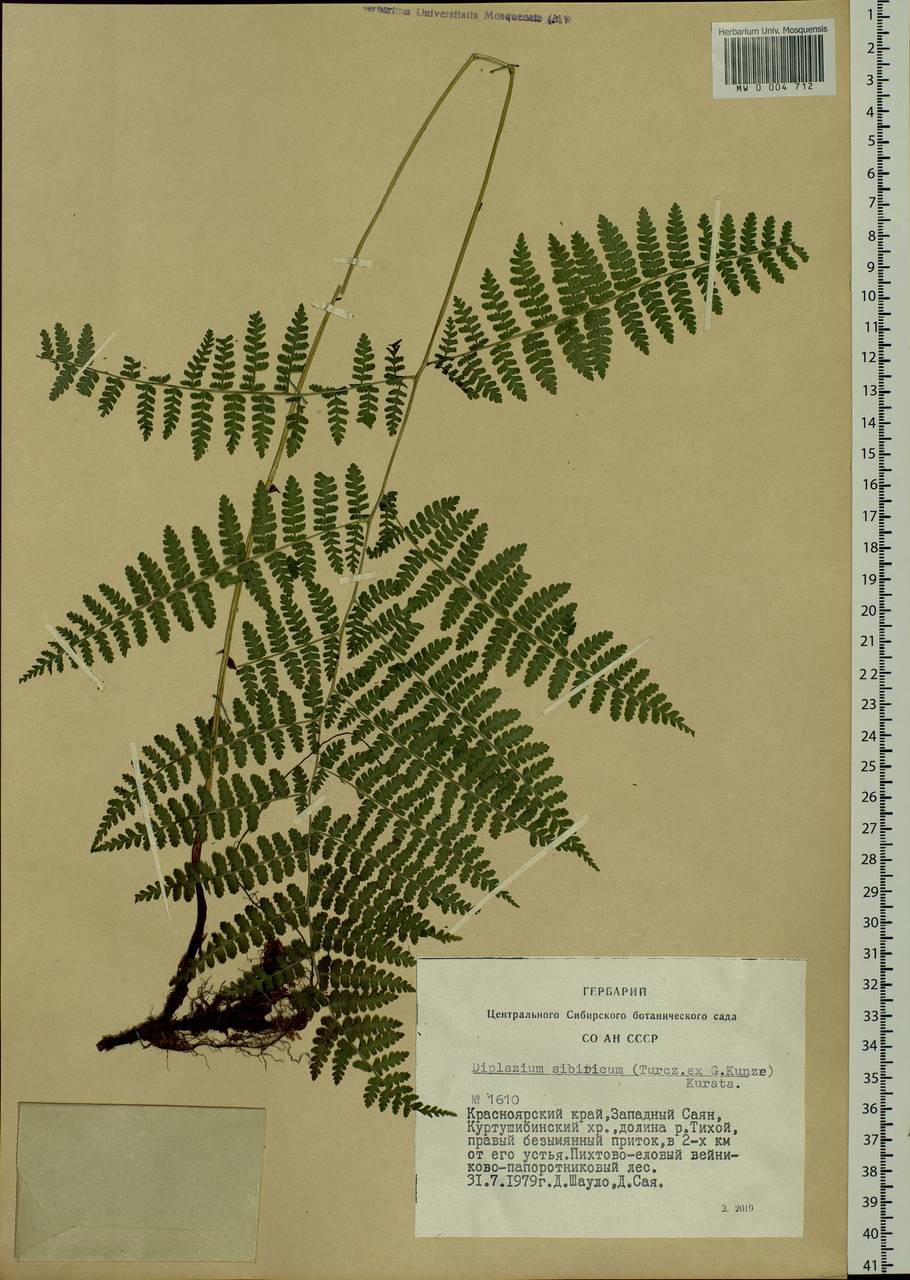 Diplazium sibiricum (Turcz. ex Kunze) Sa. Kurata, Siberia, Altai & Sayany Mountains (S2) (Russia)