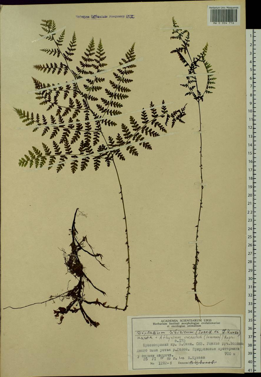 Diplazium sibiricum (Turcz. ex Kunze) Kurata, Siberia, Altai & Sayany Mountains (S2) (Russia)