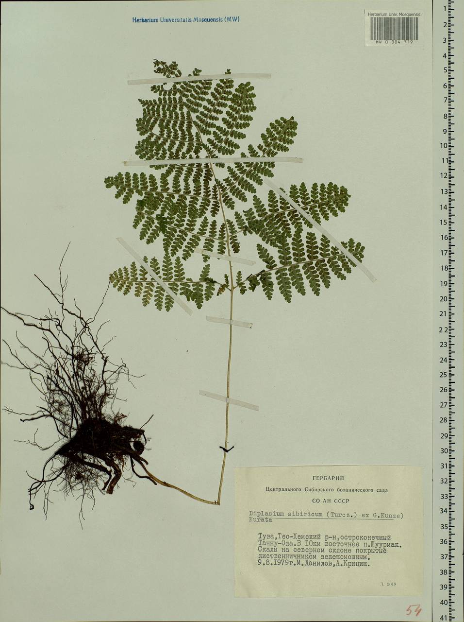 Diplazium sibiricum, Siberia, Altai & Sayany Mountains (S2) (Russia)