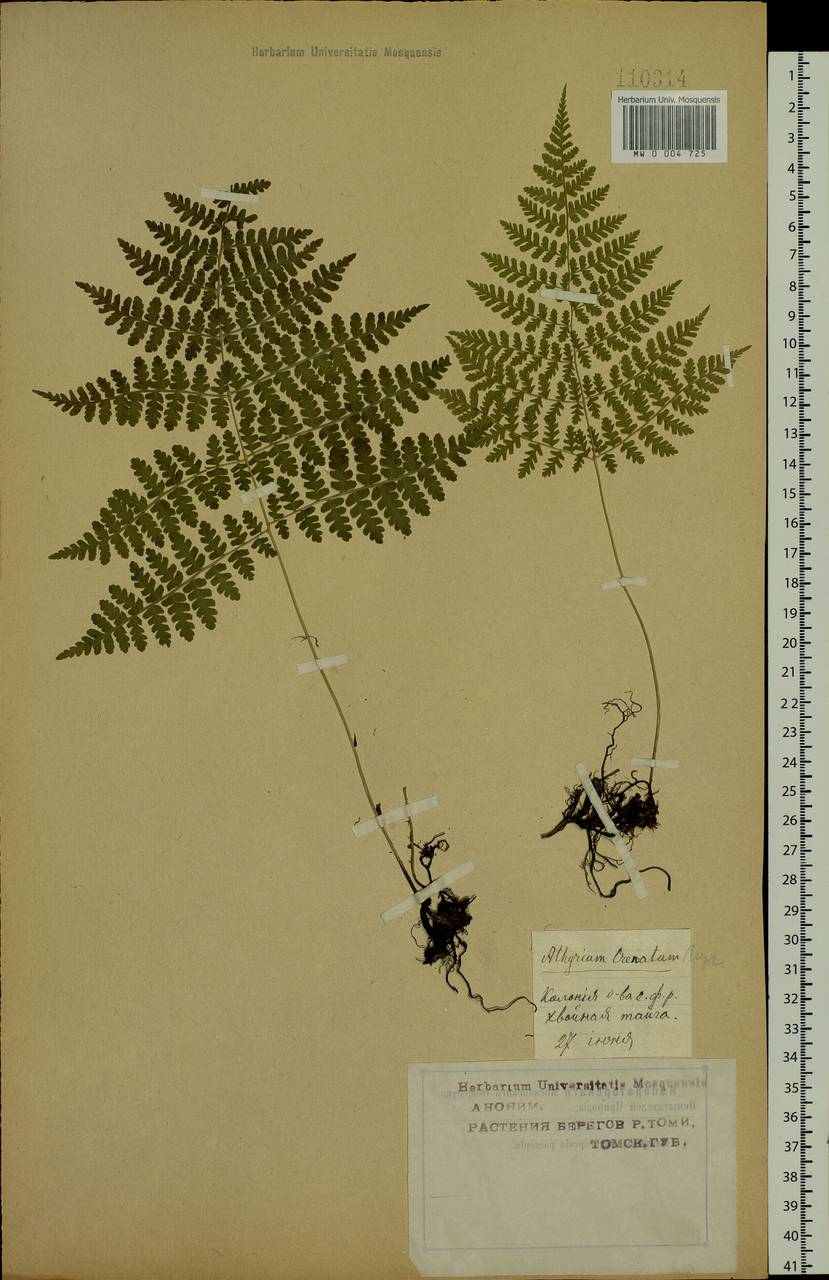 Diplazium sibiricum (Turcz. ex Kunze) Kurata, Siberia, Western Siberia (S1) (Russia)