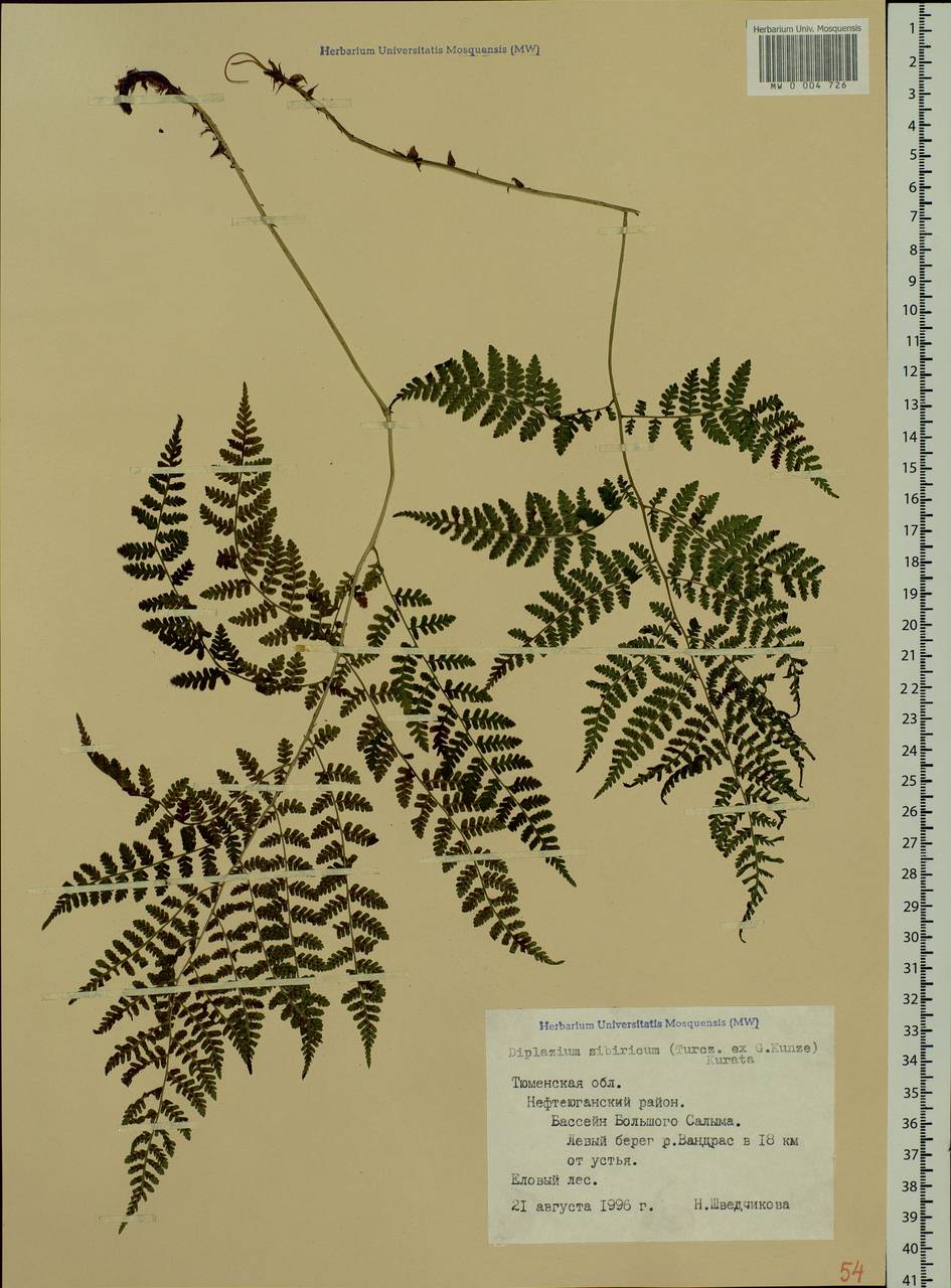 Diplazium sibiricum, Siberia, Western Siberia (S1) (Russia)