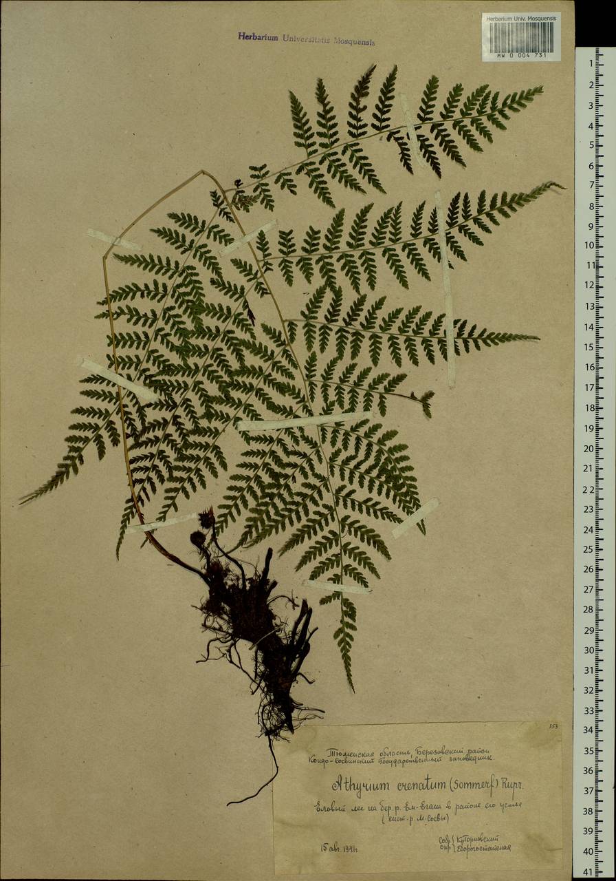Diplazium sibiricum (Turcz. ex Kunze) Sa. Kurata, Siberia, Western Siberia (S1) (Russia)
