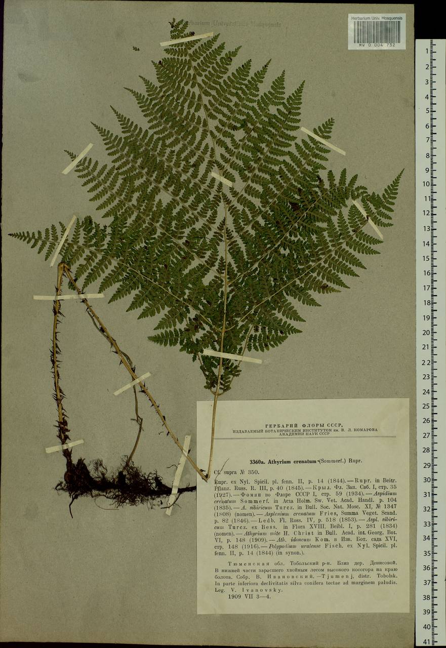 Diplazium sibiricum (Turcz. ex Kunze) Sa. Kurata, Siberia, Western Siberia (S1) (Russia)