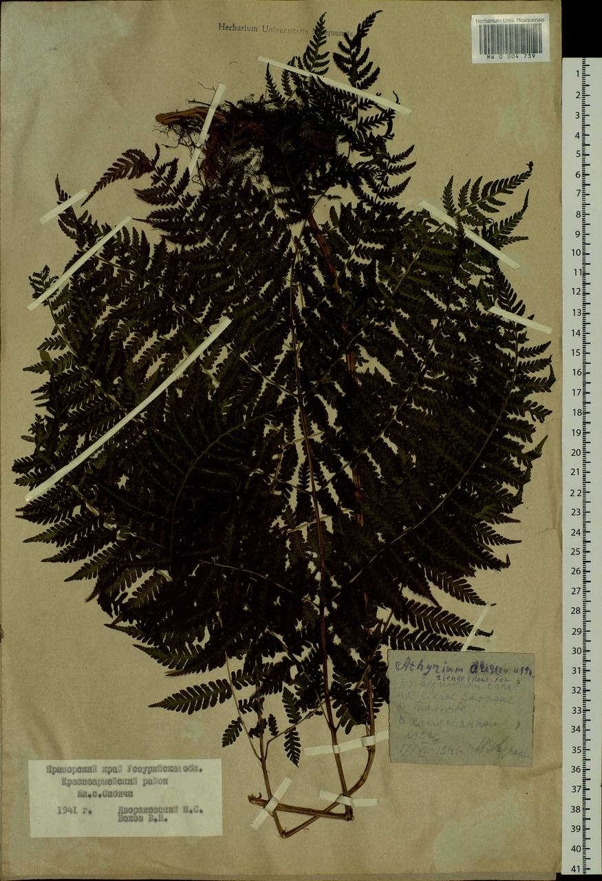 Cornopteris crenulatoserrulata (Makino) Nakai, Siberia, Russian Far East (S6) (Russia)