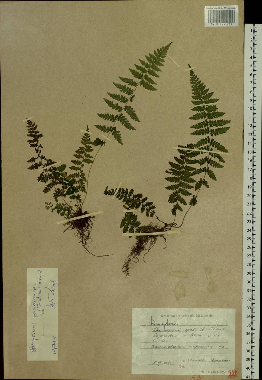 Athyrium yokoscense (Franch. & Sav.) Christ, Siberia, Russian Far East (S6) (Russia)