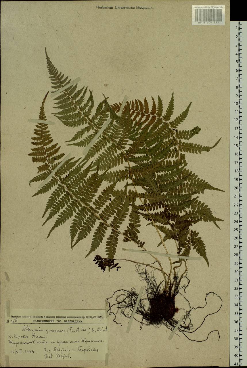 Athyrium yokoscense (Franch. & Sav.) Christ, Siberia, Russian Far East (S6) (Russia)