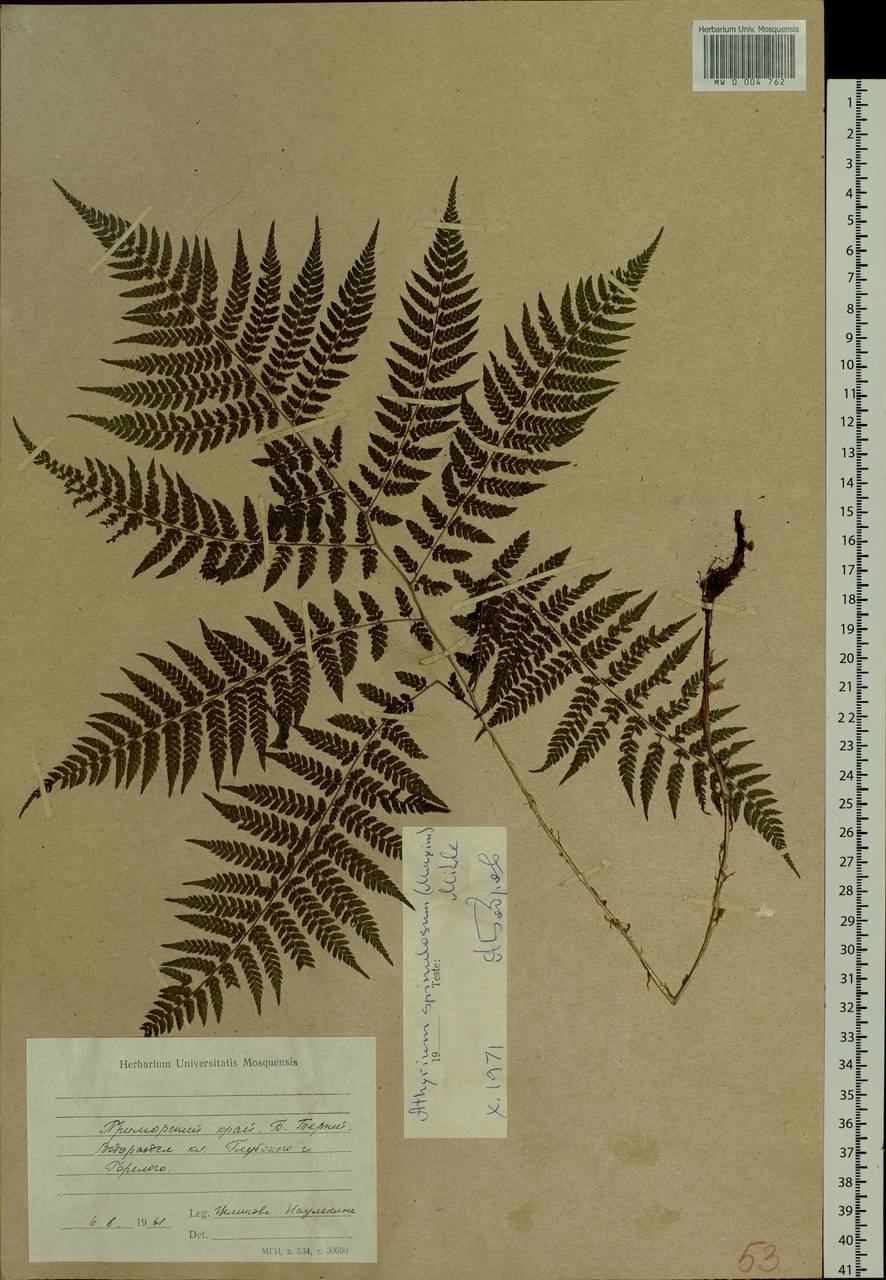 Athyrium spinulosum (Maxim.) Milde, Siberia, Russian Far East (S6) (Russia)