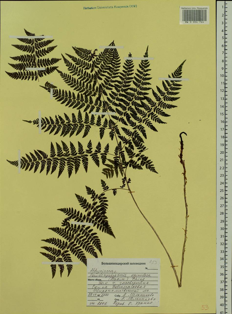 Athyrium spinulosum (Maxim.) Milde, Siberia, Russian Far East (S6) (Russia)