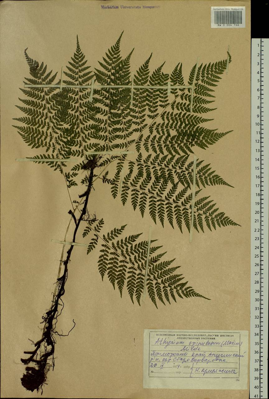 Athyrium spinulosum (Maxim.) Milde, Siberia, Russian Far East (S6) (Russia)