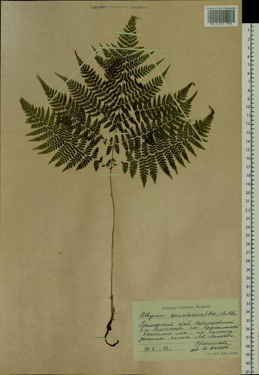 Athyrium spinulosum (Maxim.) Milde, Siberia, Russian Far East (S6) (Russia)