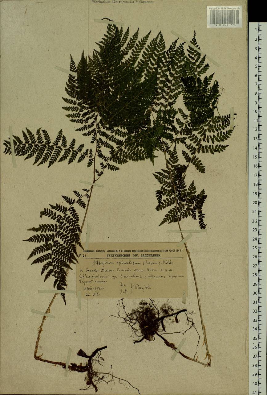 Athyrium spinulosum (Maxim.) Milde, Siberia, Russian Far East (S6) (Russia)
