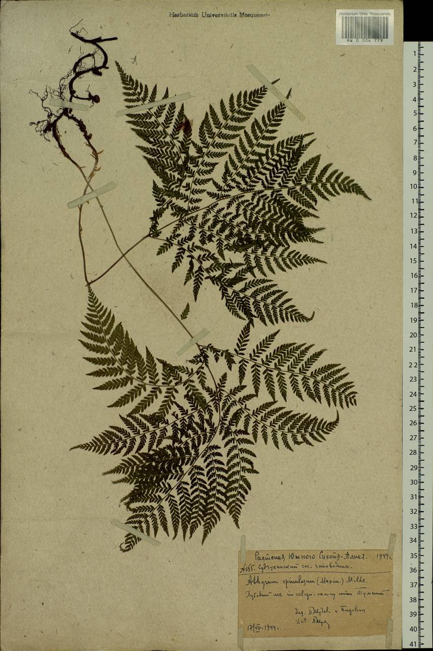 Athyrium spinulosum (Maxim.) Milde, Siberia, Russian Far East (S6) (Russia)