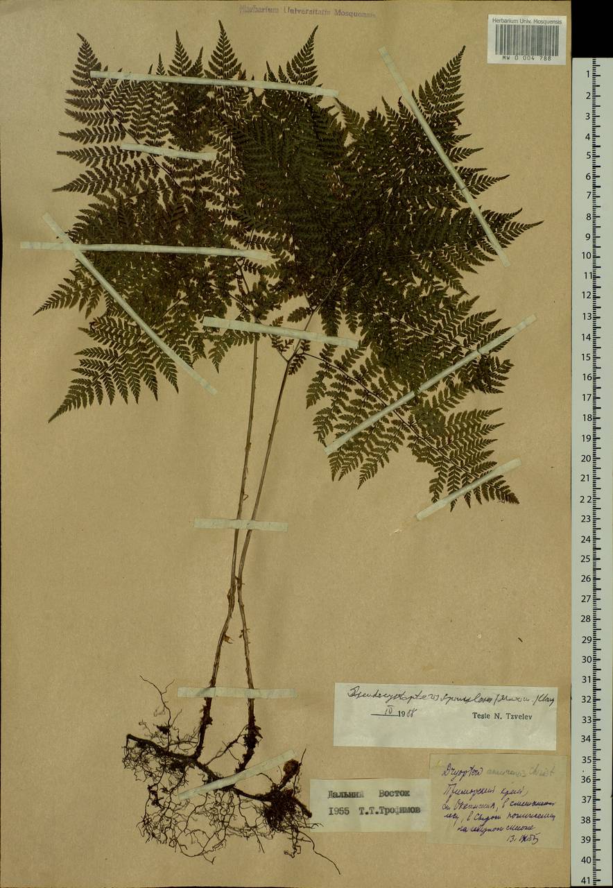 Athyrium spinulosum (Maxim.) Milde, Siberia, Russian Far East (S6) (Russia)