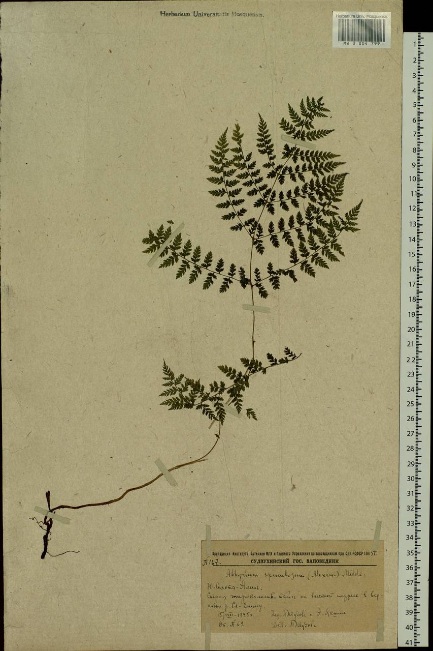 Athyrium spinulosum (Maxim.) Milde, Siberia, Russian Far East (S6) (Russia)