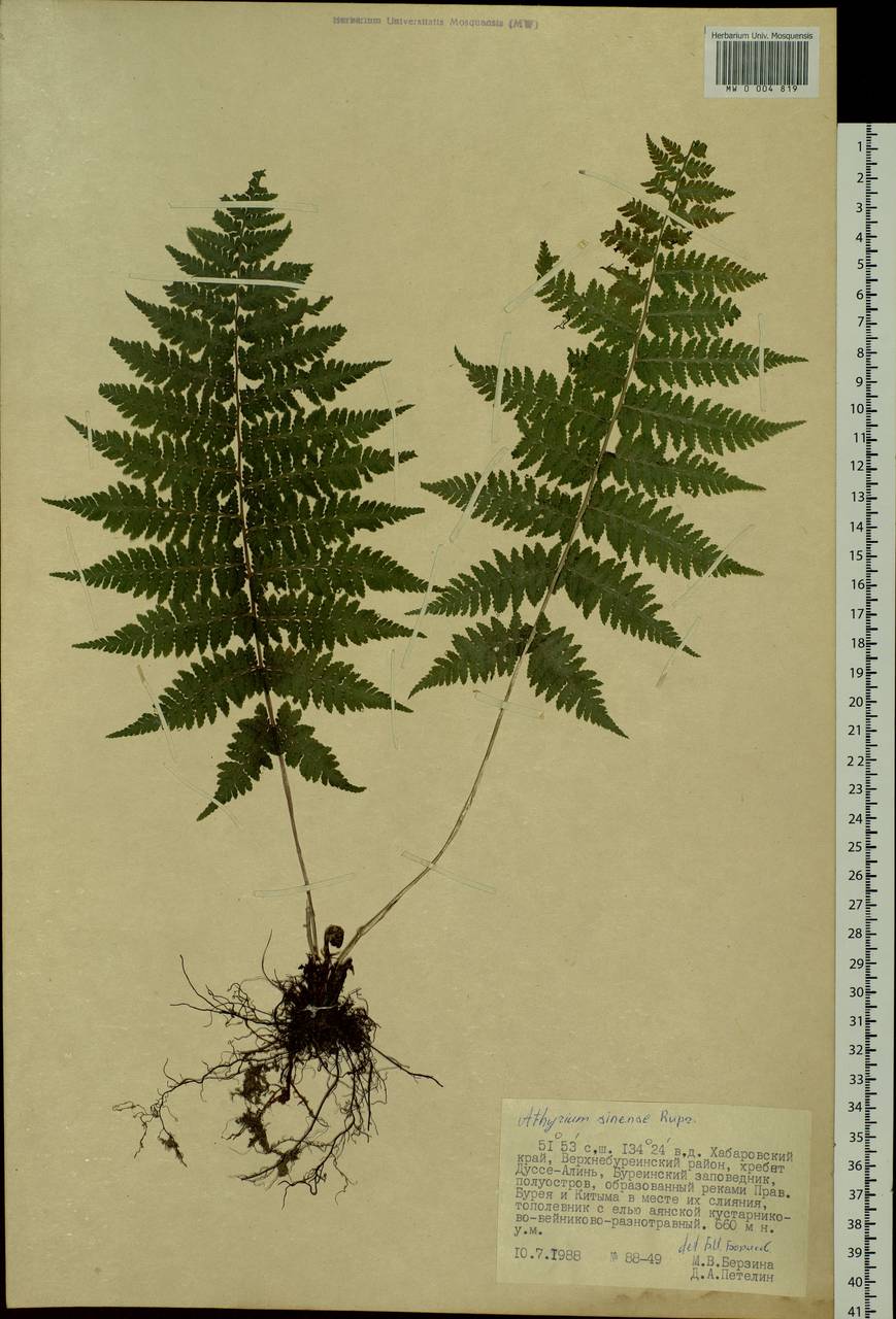 Athyrium sinense Rupr., Siberia, Russian Far East (S6) (Russia)