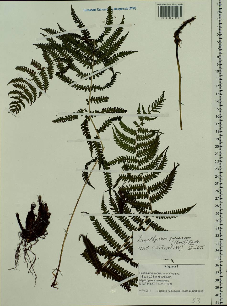 Deparia pycnosora (Christ) M. Kato, Siberia, Russian Far East (S6) (Russia)