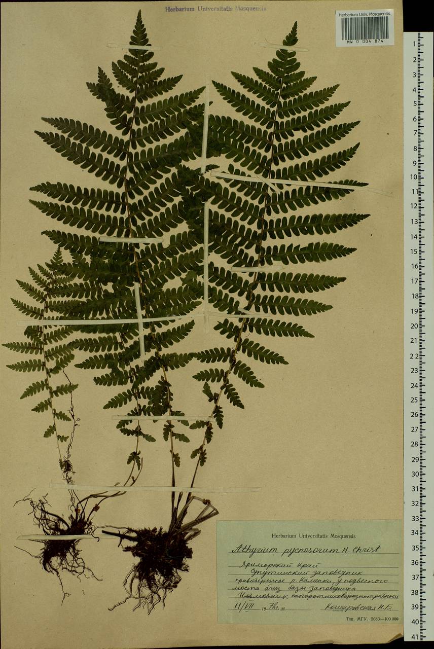 Deparia pycnosora (Christ) M. Kato, Siberia, Russian Far East (S6) (Russia)