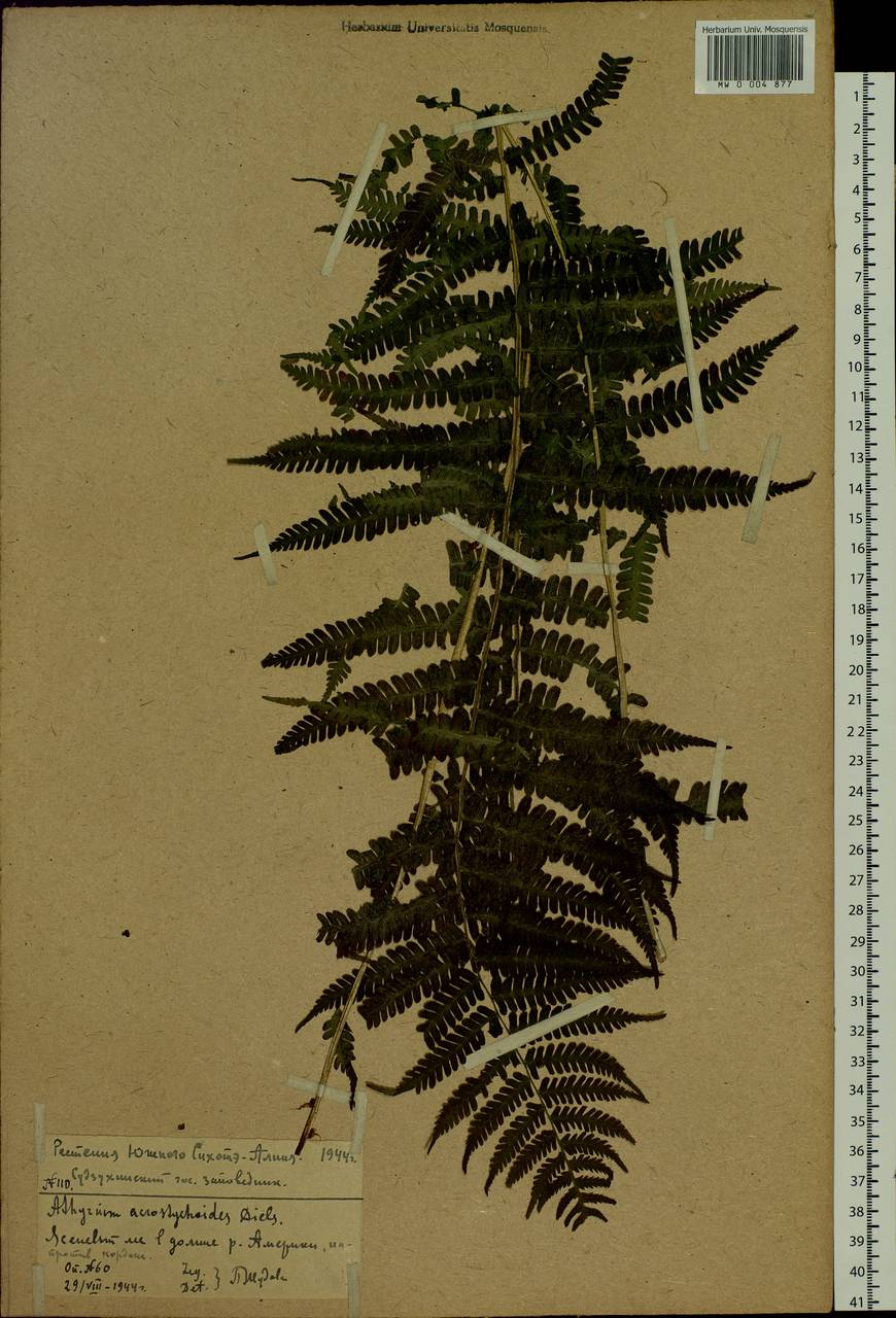 Deparia pycnosora (Christ) M. Kato, Siberia, Russian Far East (S6) (Russia)