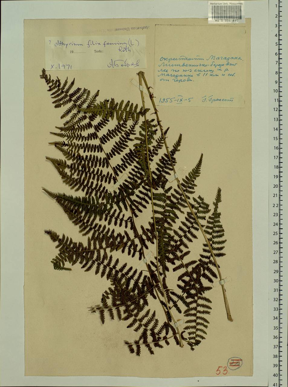 Athyrium filix-femina, Siberia, Chukotka & Kamchatka (S7) (Russia)