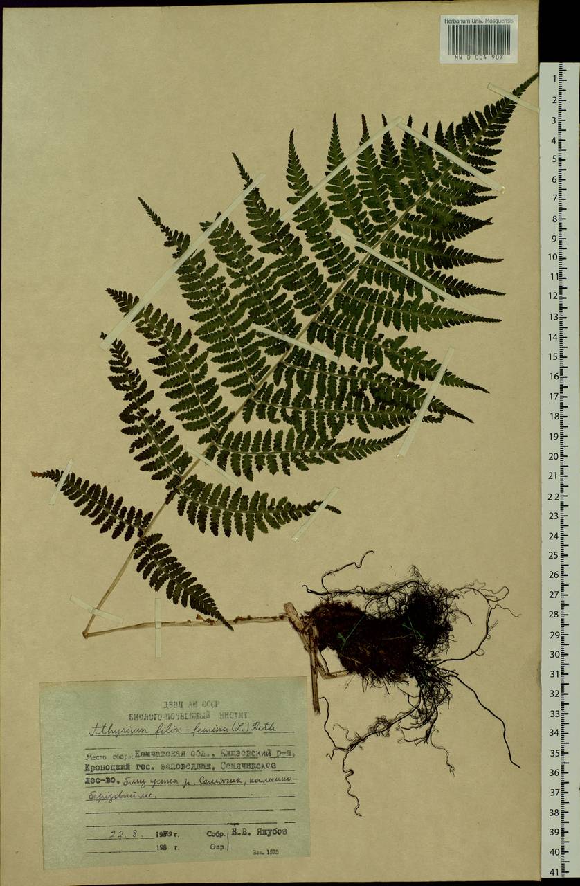 Athyrium filix-femina, Siberia, Chukotka & Kamchatka (S7) (Russia)