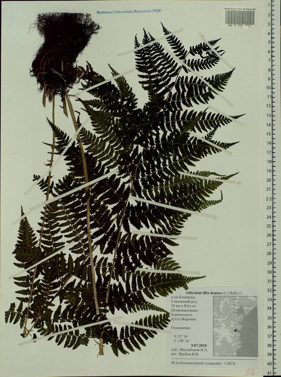 Athyrium filix-femina (L.) Roth, Siberia, Chukotka & Kamchatka (S7) (Russia)