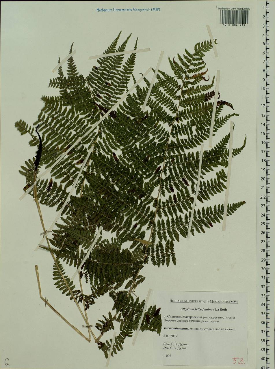 Athyrium filix-femina (L.) Roth, Siberia, Russian Far East (S6) (Russia)