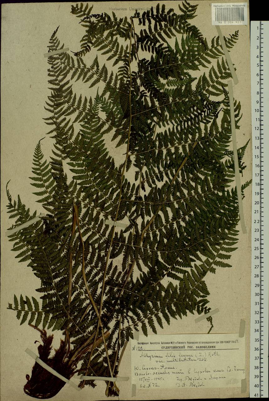 Athyrium filix-femina, Siberia, Russian Far East (S6) (Russia)