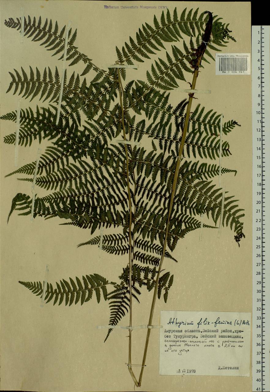 Athyrium filix-femina, Siberia, Russian Far East (S6) (Russia)