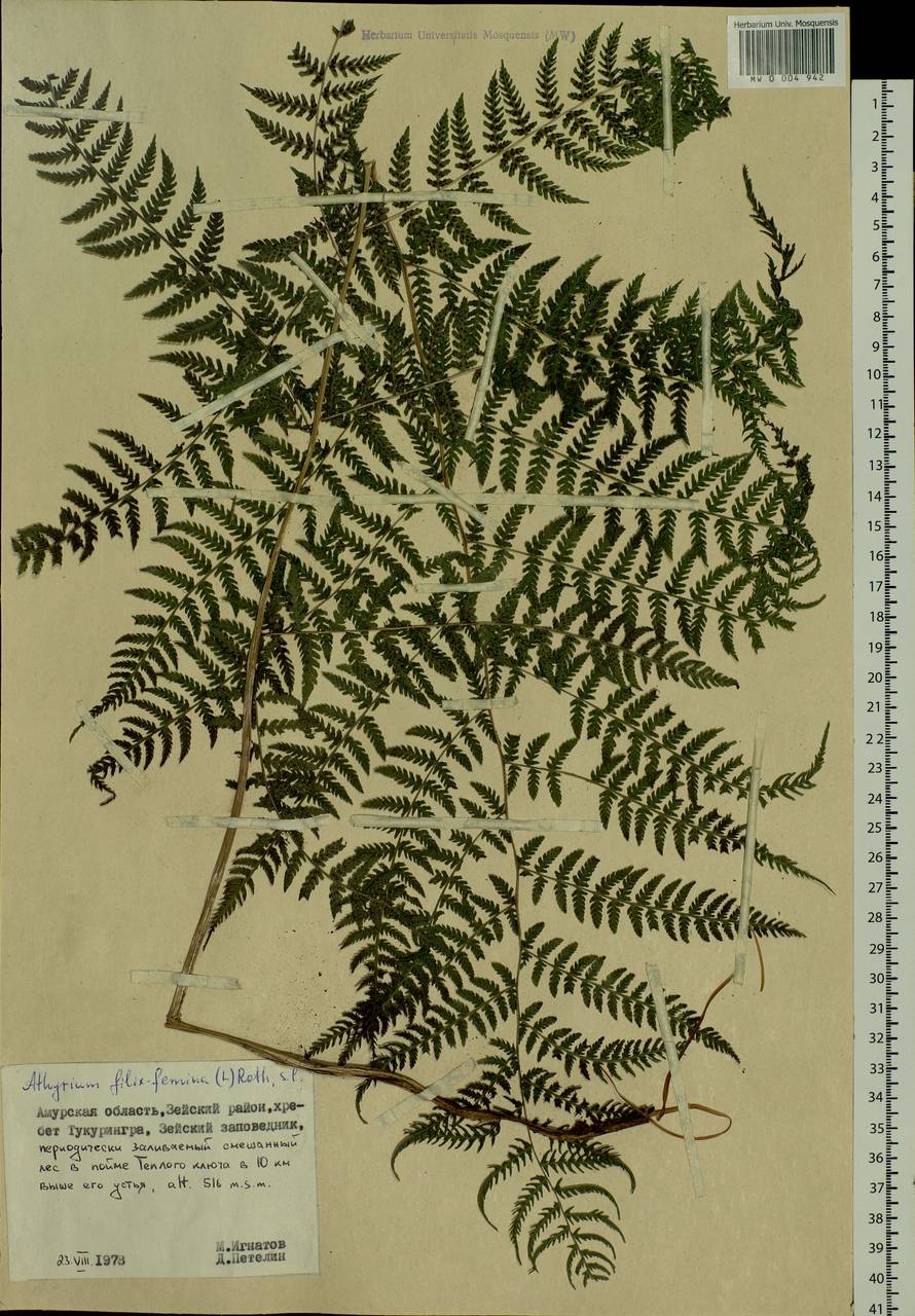 Athyrium filix-femina (L.) Roth, Siberia, Russian Far East (S6) (Russia)